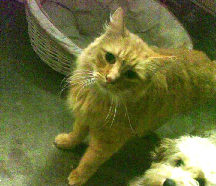 中国篮球职业联赛赛事直播互动技术创新研究，篮球联赛直播视频