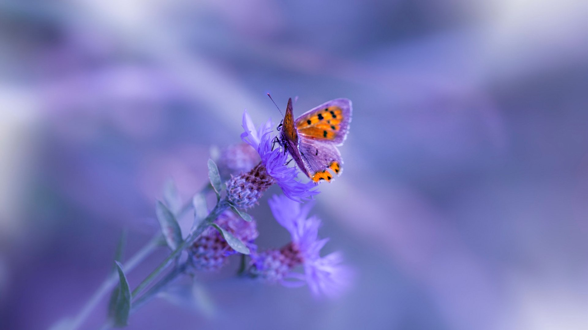 中国篮球职业联赛赛事运营管理与风险控制研究，我国篮球职业联赛