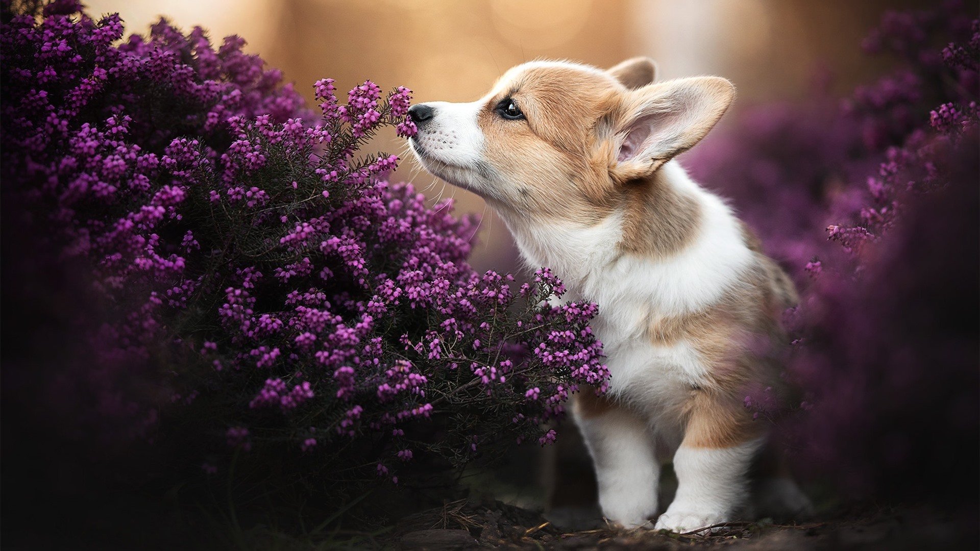 体育产业创新发展方向研究，体育产业科技创新