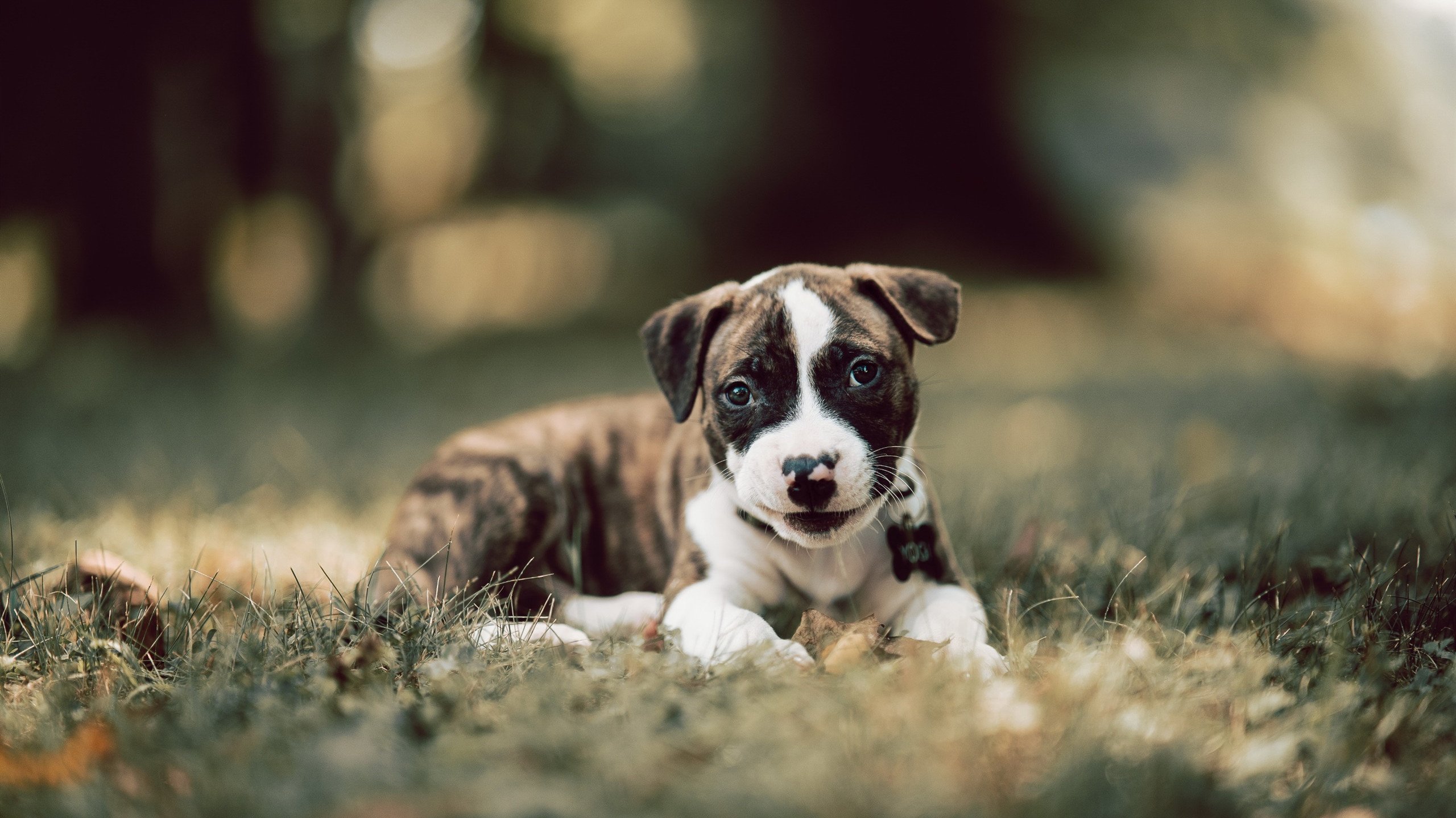 西甲球队体能衰减与传球成功率下降的相关性研究，西甲丢球最少记录