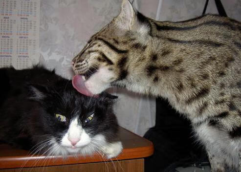 “高新体育中心羽毛球：速度与精准的完美碰撞”