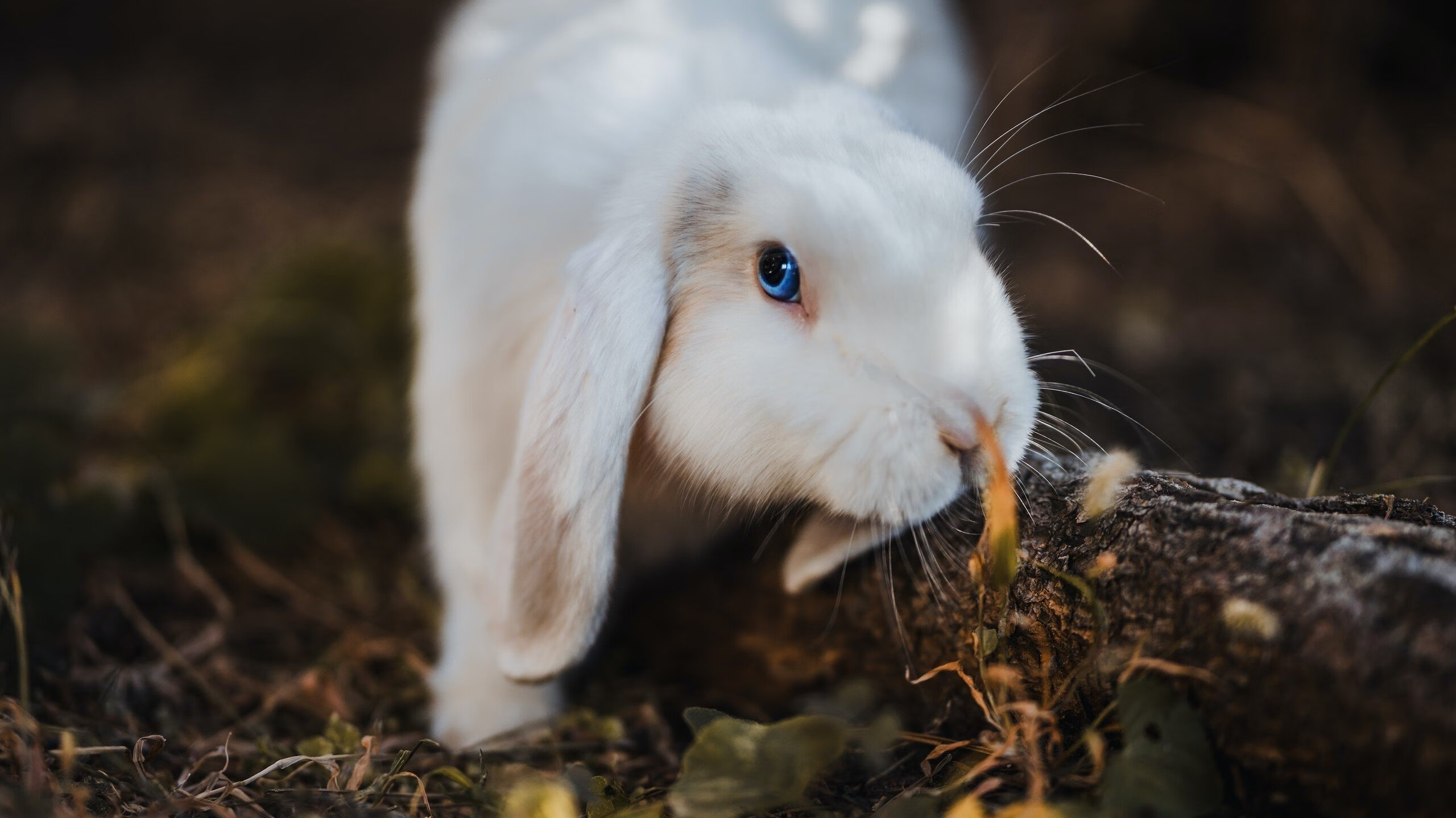 世界杯中国队逆袭 球员拼搏精神鼓舞人心，世界杯中国队前景