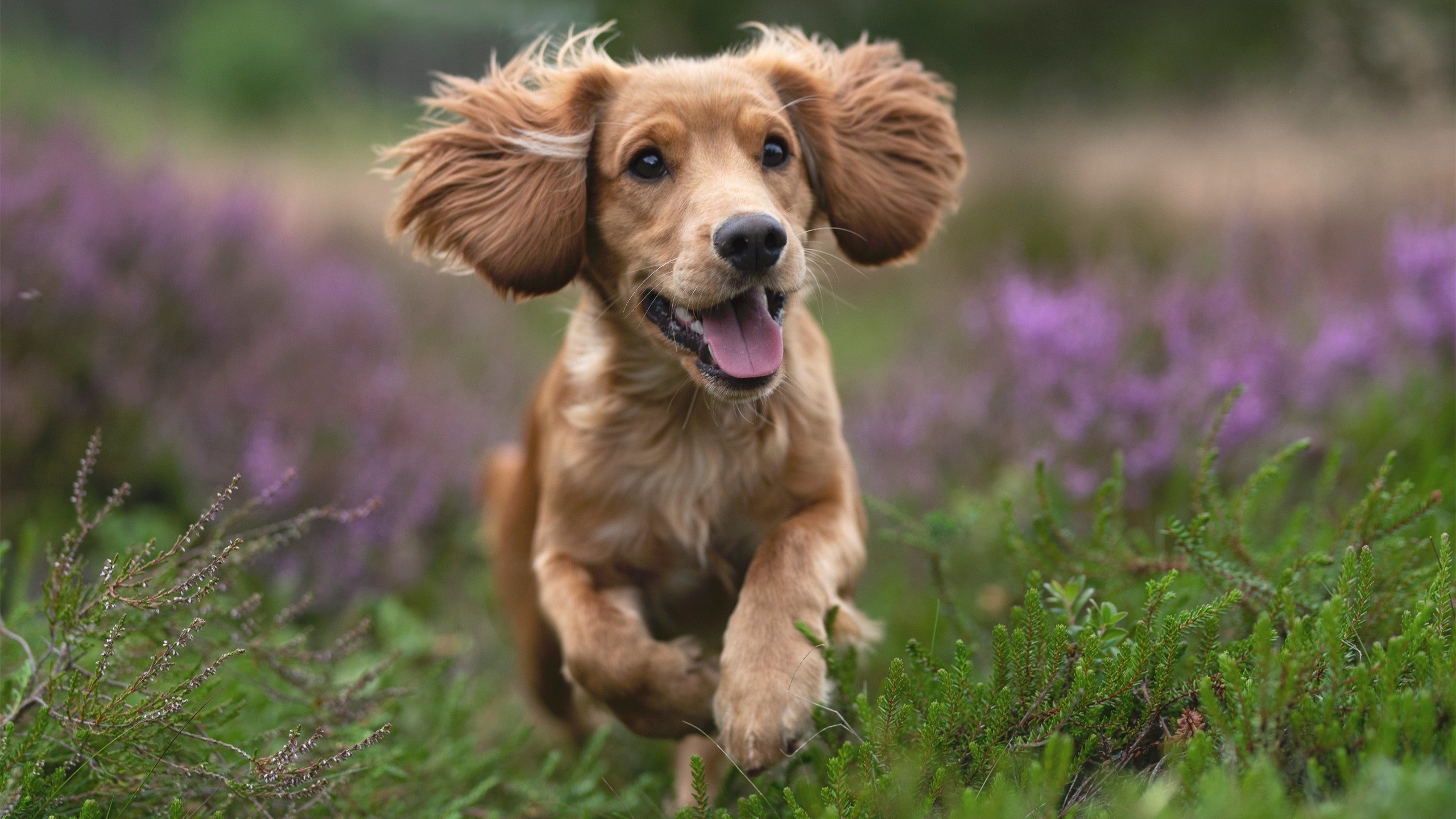 中国男篮后卫线竞争激烈 多名新星脱颖而出，中国男篮后卫都有谁