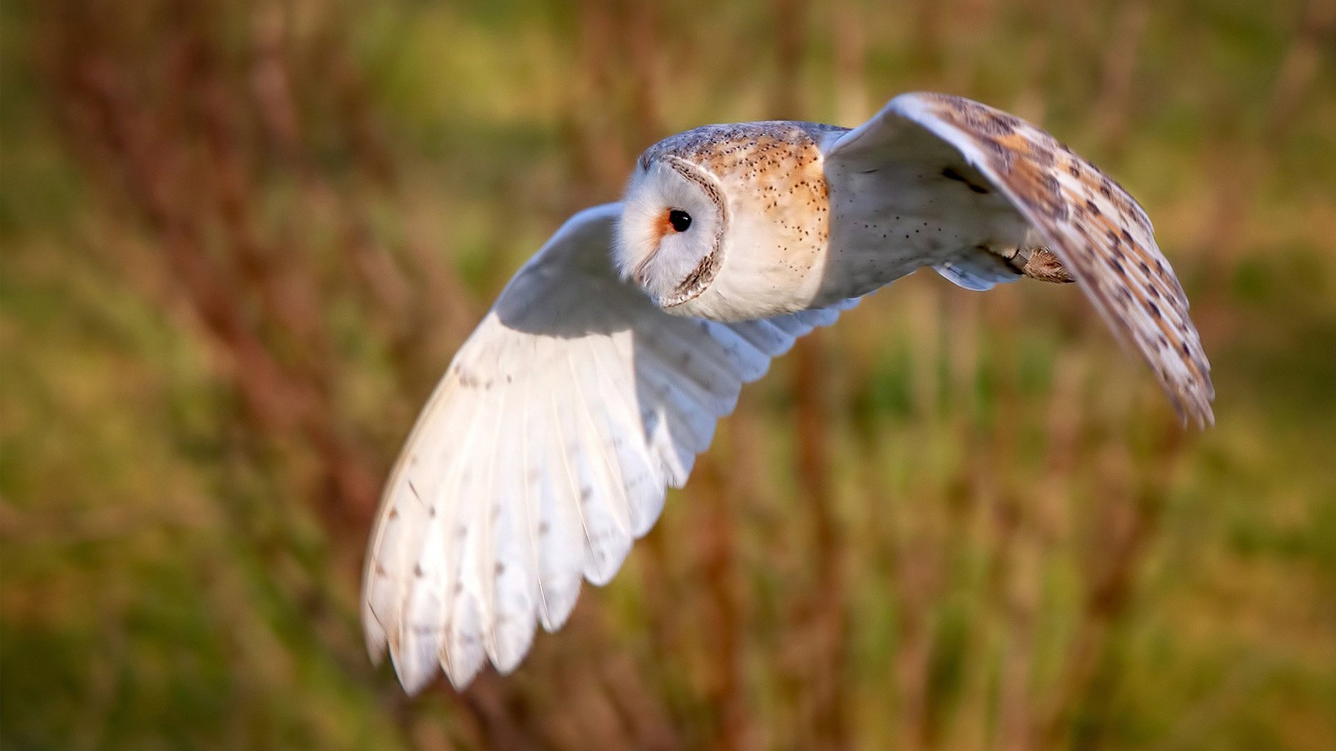 冲刺划频提升助力成绩突破，冲刺技巧