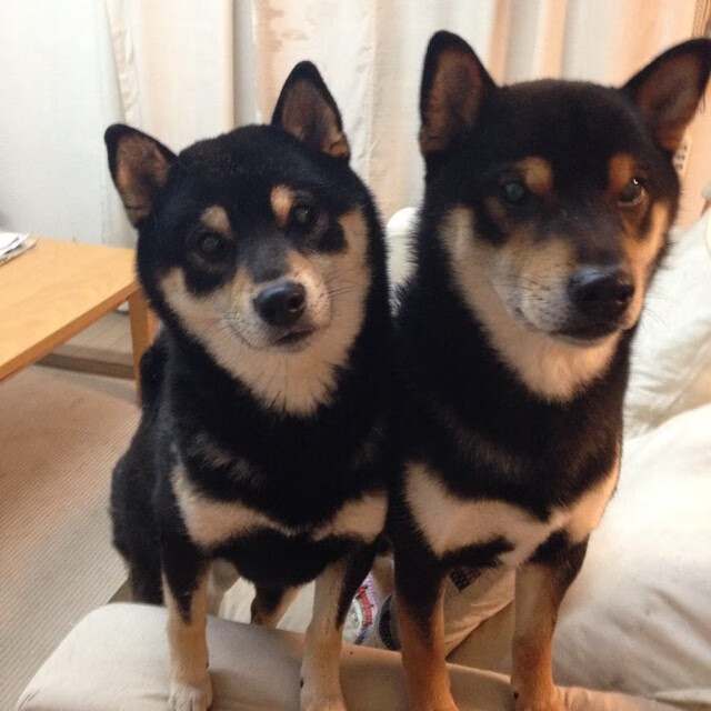 查尔莫斯领跑100自预赛，查尔莫斯防守怎么样