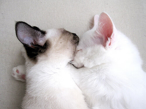 节奏偏快的球队是否适合打背靠背比赛，节奏偏快的球队是否适合打背靠背比赛