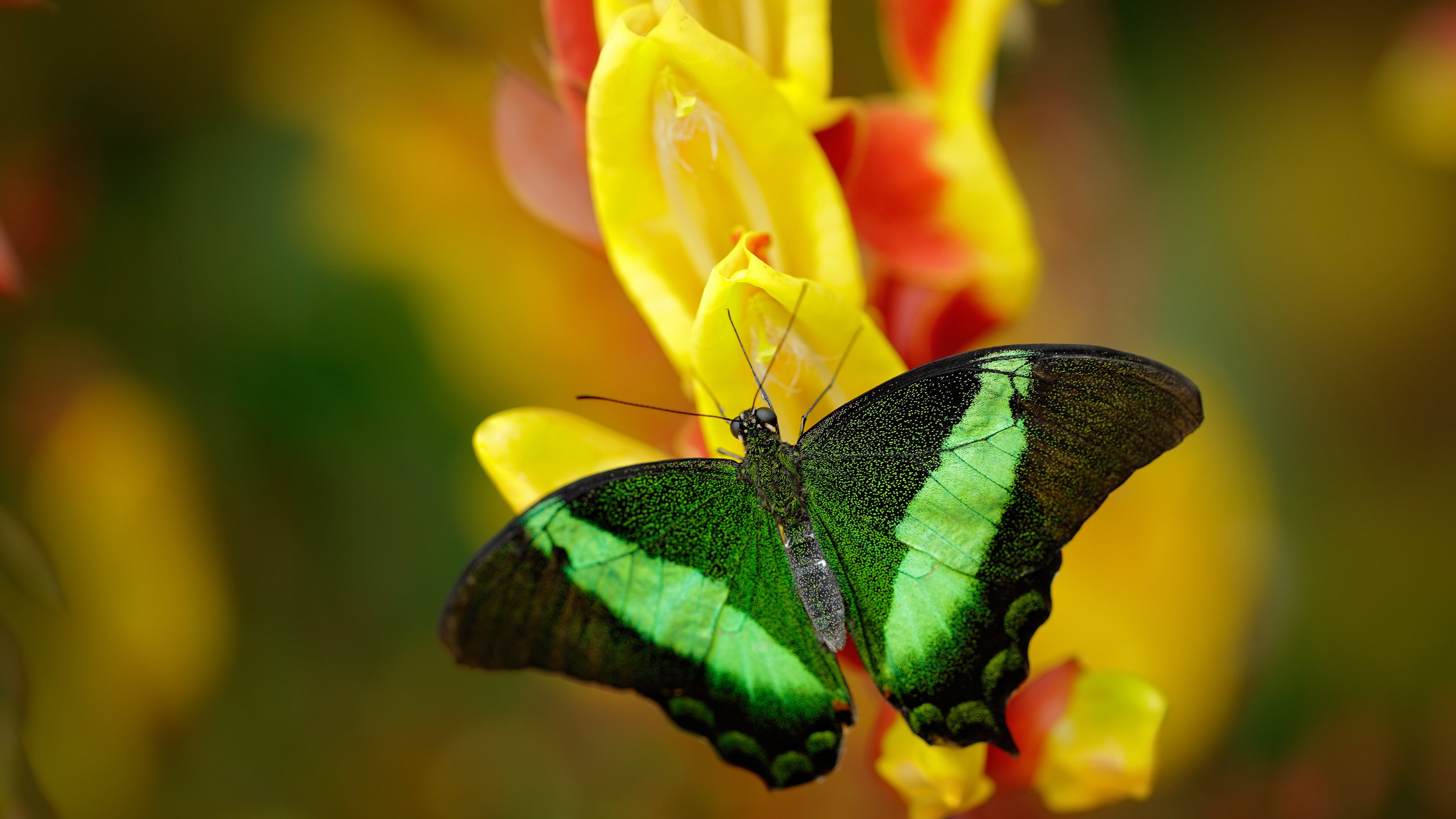 东契奇积极防守带动全队士气提升，东契奇进攻集锦