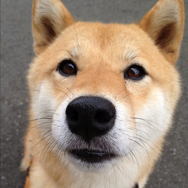 中美洲篮球锦标赛中，墨西哥队表现抢眼，冲击历史佳绩，美国男篮 墨西哥