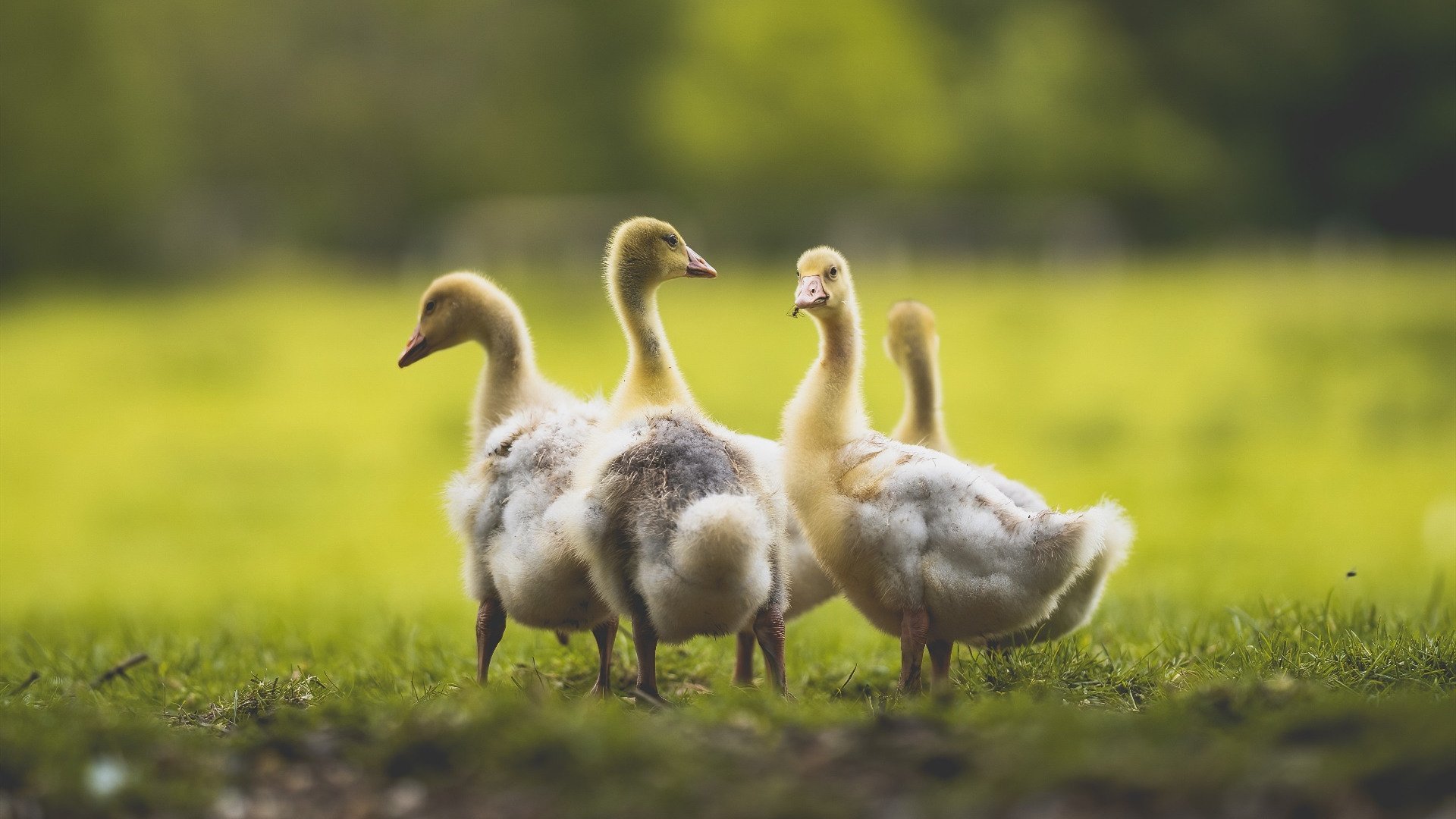 伊朗男篮在亚洲锦标赛中夺冠，展现非凡实力