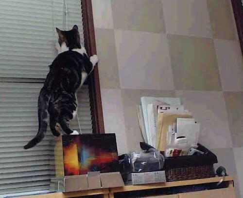 史密斯稳扎稳打锁定女子200米仰泳冠军，里约奥运会女子200米仰泳决赛视频