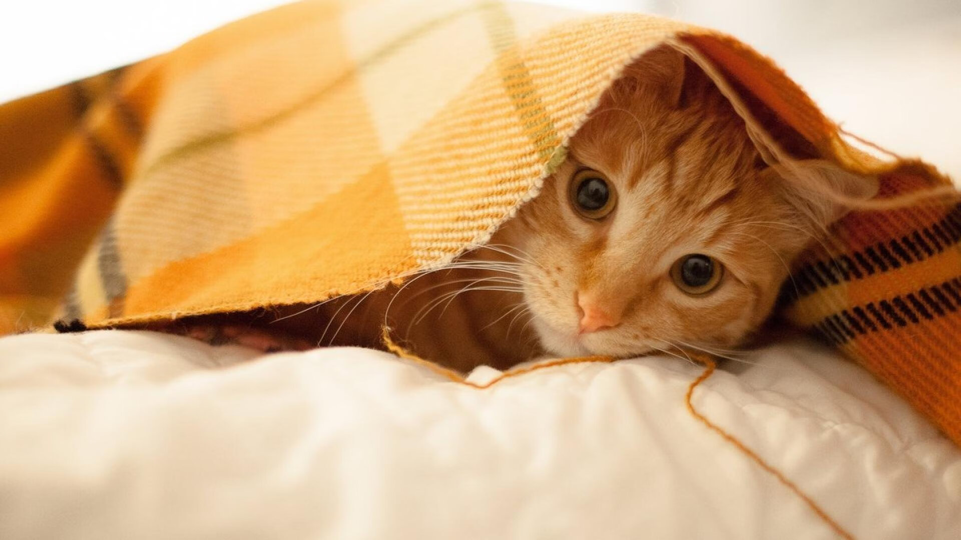 国际足球界聚焦：新一届国际足联主席竞选激烈进行，国际足联新成员