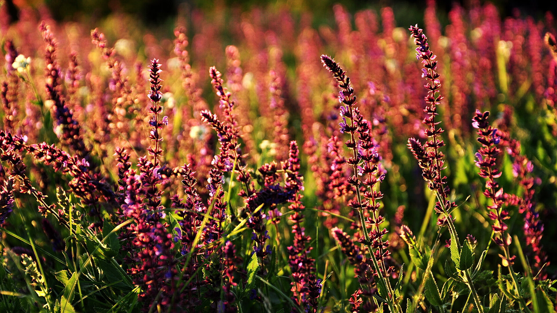 球队数据分析师揭示对手弱点，比赛策略精准，球队分析app