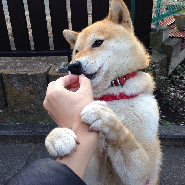 球队数据分析师揭示对手弱点，比赛策略精准，球队分析app