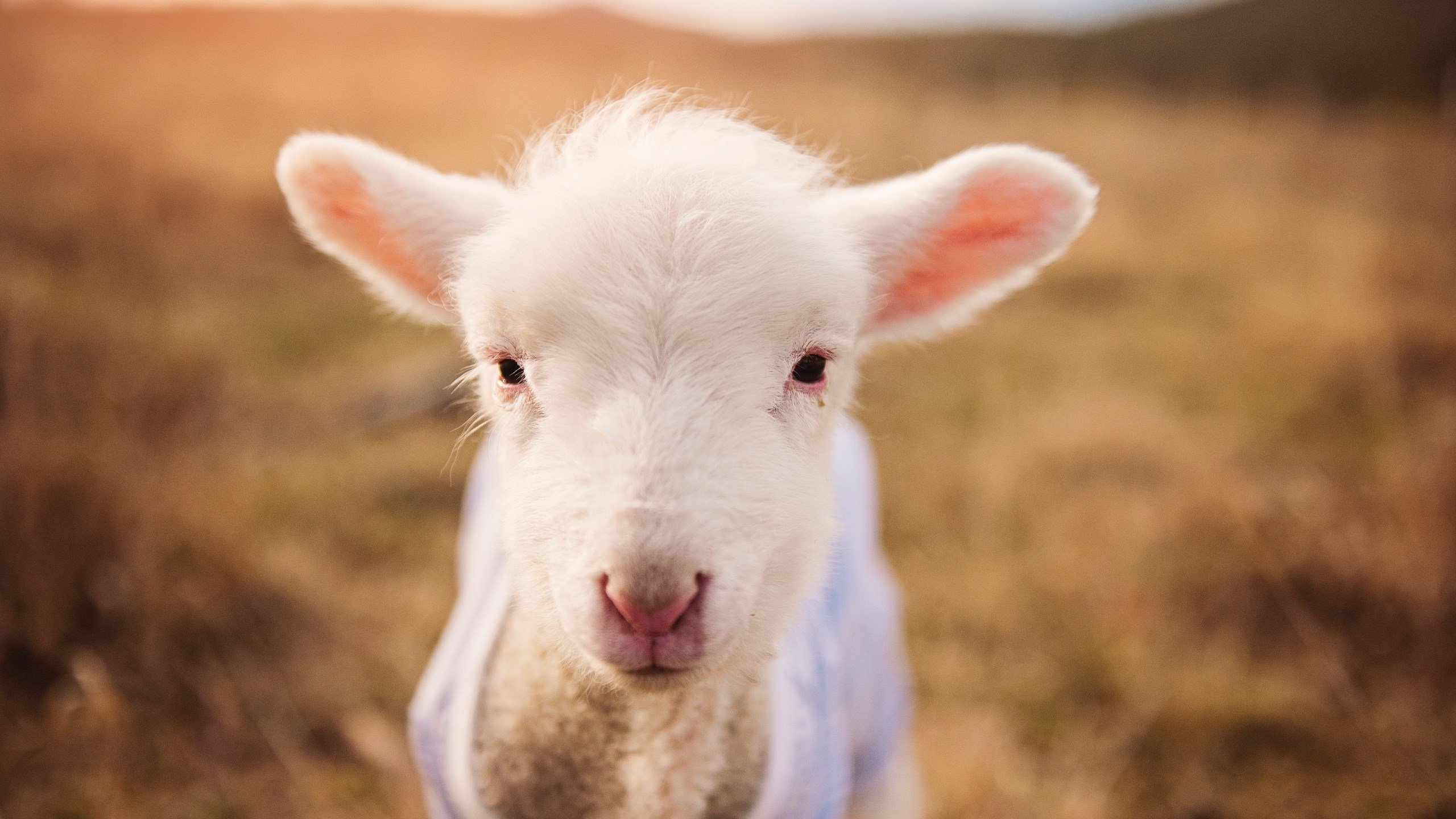 青训中心联手心理研究所开展青少年运动心理项目,青少年心理研究院