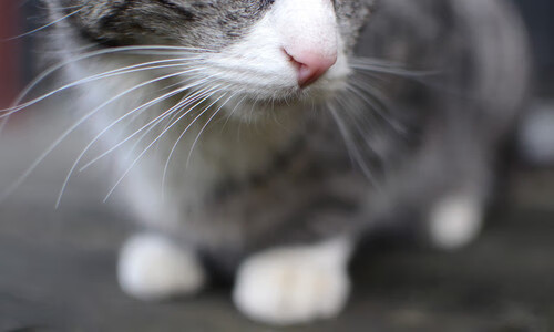 中国足球联赛公平竞争环境不断优化,我国足球联赛